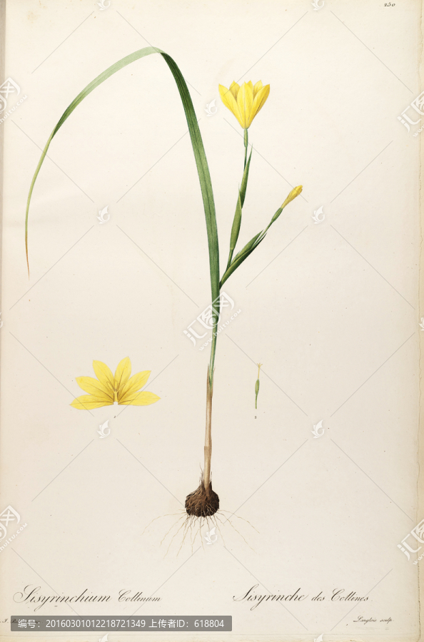 高清花草圖案,畫廊專用圖片