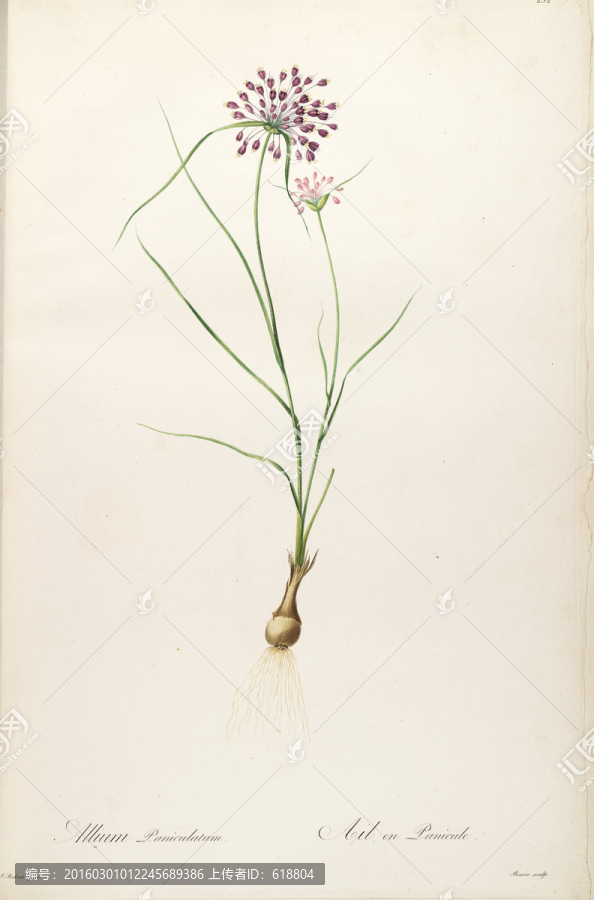 高清花草圖案,畫廊專用圖片
