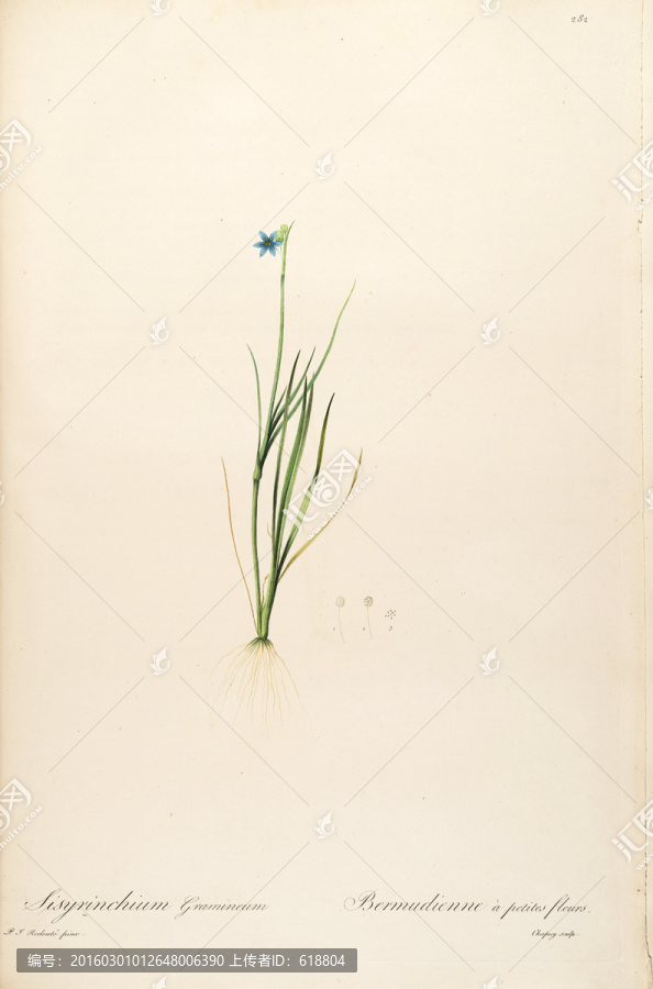 淡雅工筆花卉裝飾畫,高清品質(zhì)