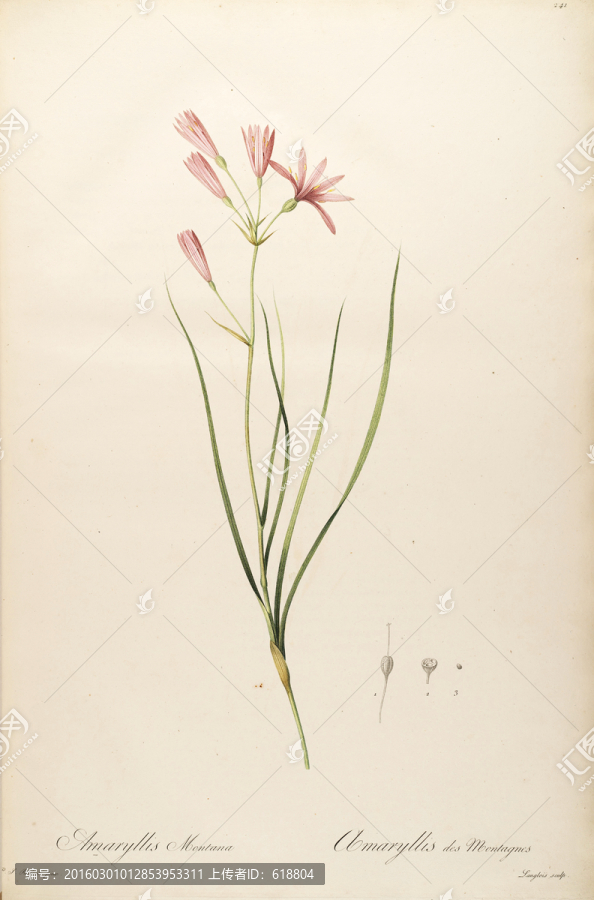 淡雅工筆花卉裝飾畫,高清品質(zhì)