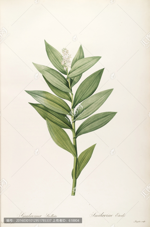 淡雅工筆花卉裝飾畫,高清品質(zhì)