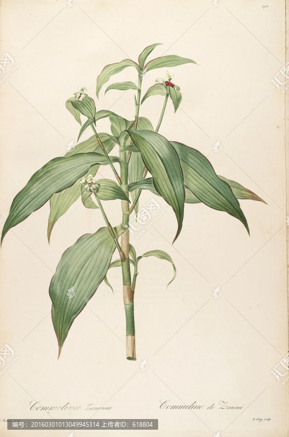 淡雅工筆花卉裝飾畫,高清品質