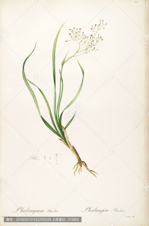 唯美手繪花卉圖案,高清品質(zhì)