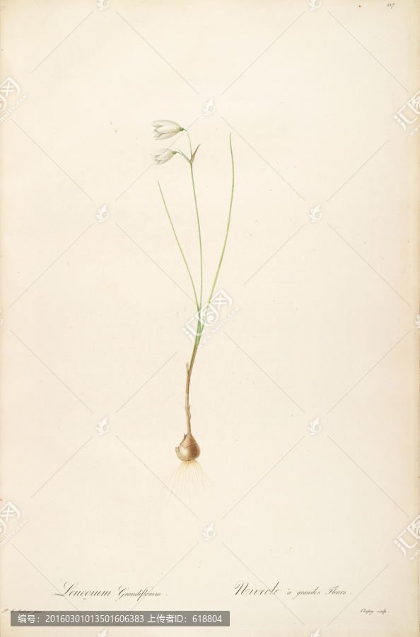 唯美手繪花卉圖案,高清品質(zhì)