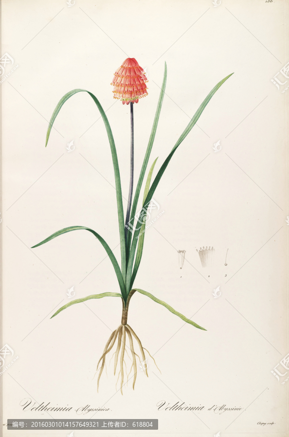 唯美手繪花卉圖案,高清品質(zhì)