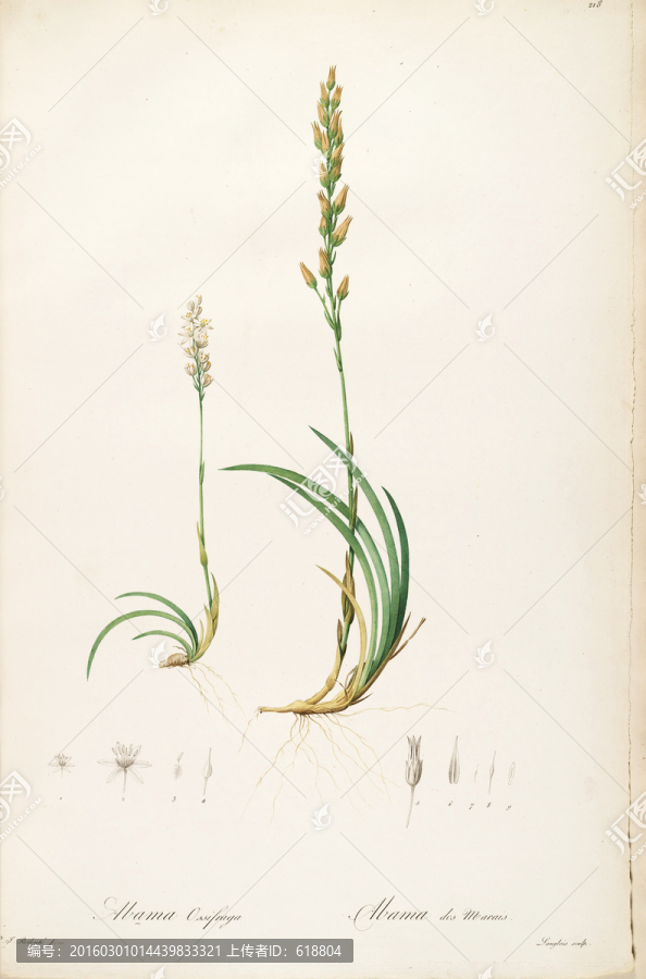 鮮花植物裝飾畫(huà),高清品質(zhì)