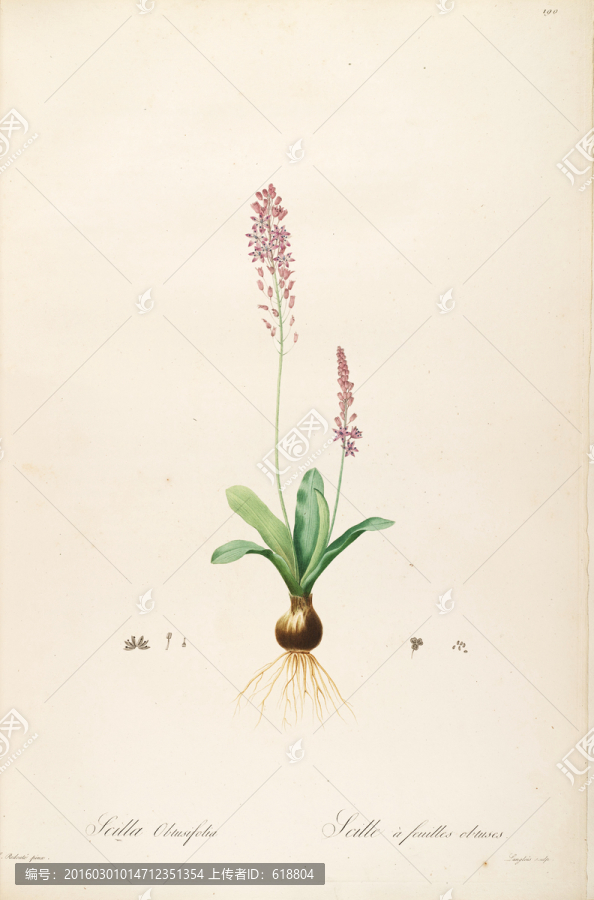 鮮花植物裝飾畫,高清品質