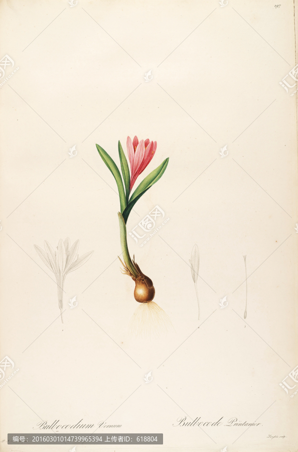 鮮花植物裝飾畫,高清品質(zhì)