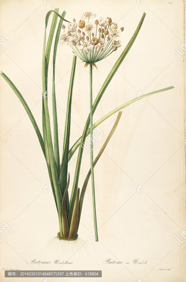 鮮花植物裝飾畫,高清品質(zhì)