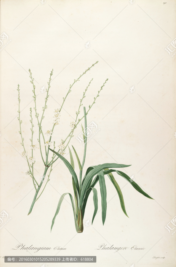 鮮花植物裝飾畫(huà),高清品質(zhì)
