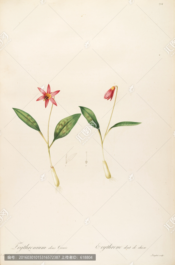 鮮花植物裝飾畫,高清品質(zhì)