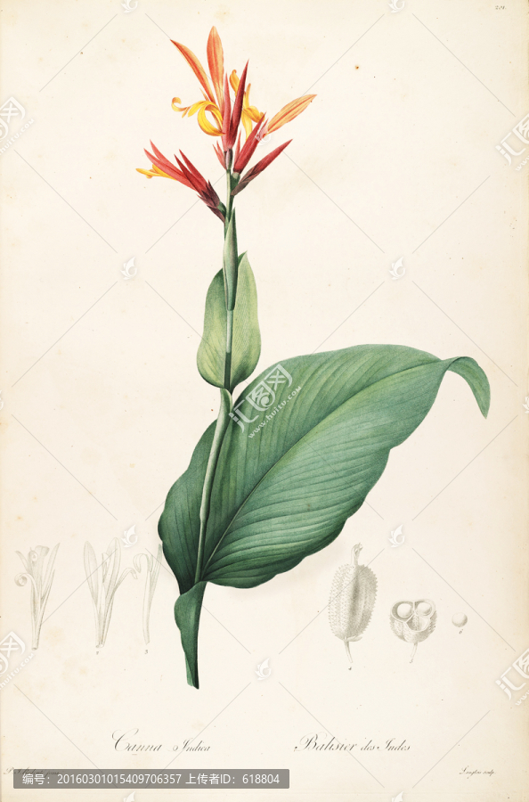 鮮花植物裝飾畫,高清品質(zhì)