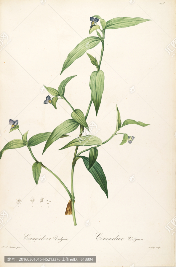 鮮花植物裝飾畫,高清品質(zhì)