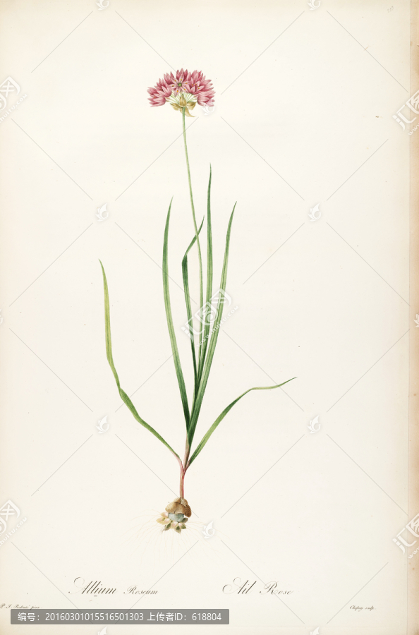 典雅手繪花卉裝飾畫,高清品質(zhì)