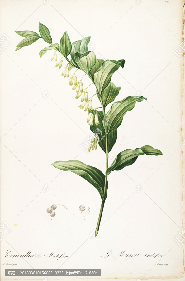 典雅手繪花卉裝飾畫(huà),高清品質(zhì)