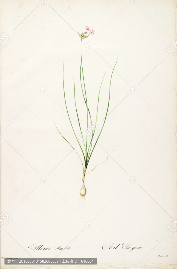 典雅手繪花卉裝飾畫,高清品質(zhì)