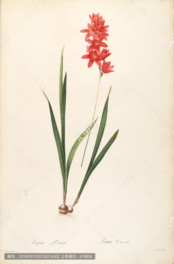 典雅手繪花卉裝飾畫(huà),高清品質(zhì)
