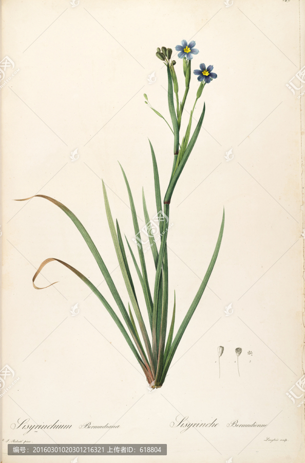 典雅手繪花卉裝飾畫,高清品質(zhì)