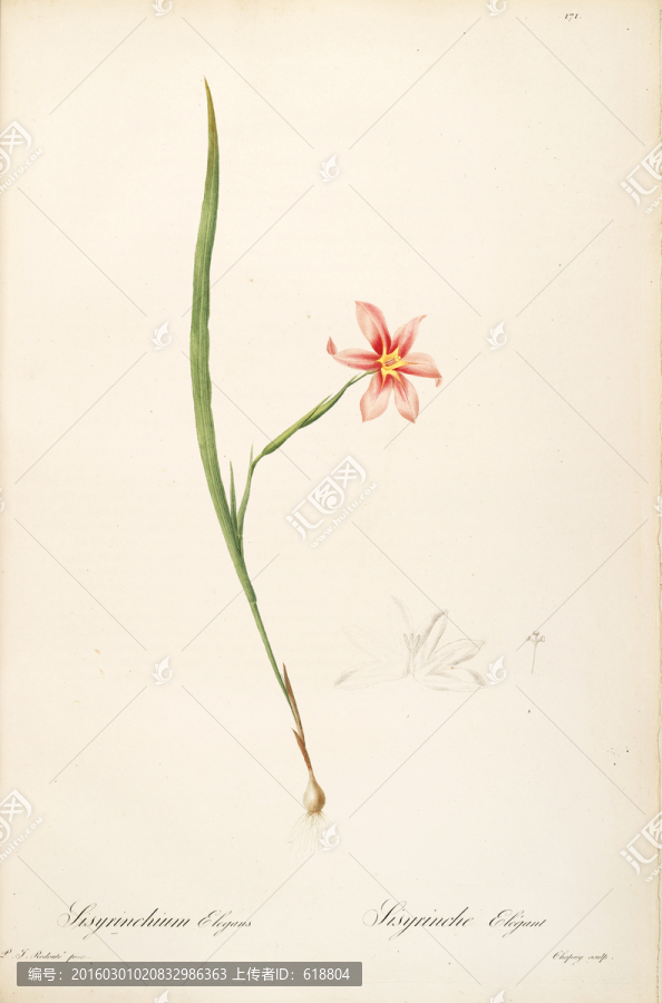 古色古香花卉裝飾畫,高清品質(zhì)