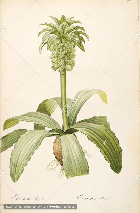 古色古香花卉裝飾畫,高清品質(zhì)
