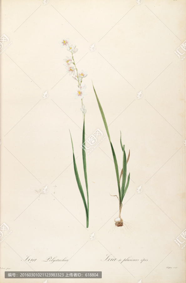 古色古香花卉裝飾畫,高清品質