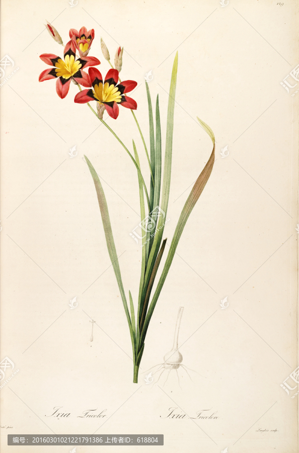 古色古香花卉裝飾畫,高清品質(zhì)