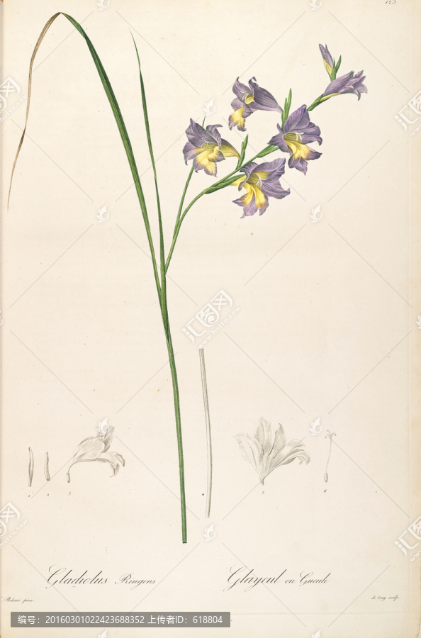 唯美手繪花卉,高清品質(zhì)