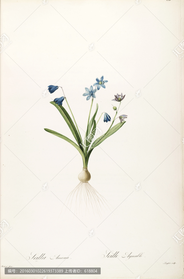 唯美手繪花卉,高清品質(zhì)