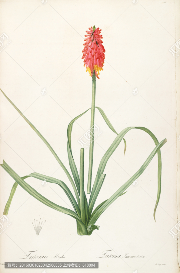 歐美小清新花卉油畫,畫廊品質(zhì)