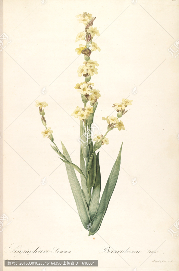 歐美小清新花卉油畫,畫廊品質(zhì)