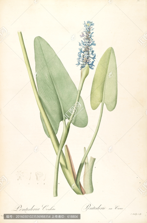 歐美小清新花卉油畫,畫廊品質(zhì)
