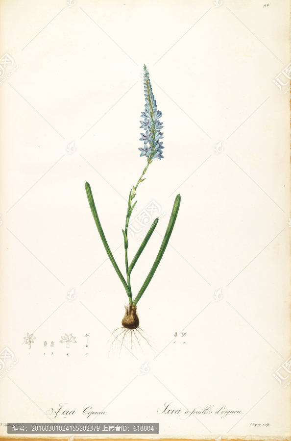 歐式花卉圖案,畫(huà)廊高清品質(zhì)