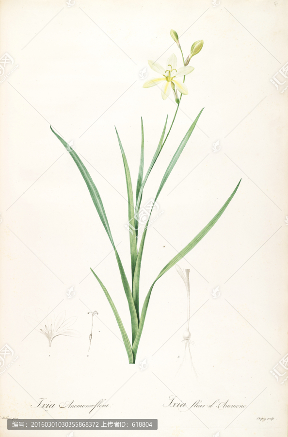 歐美花卉裝飾畫,畫廊品質(zhì)