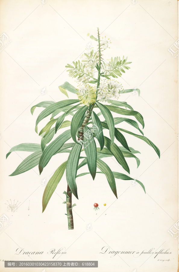 歐美花卉裝飾畫(huà),畫(huà)廊品質(zhì)