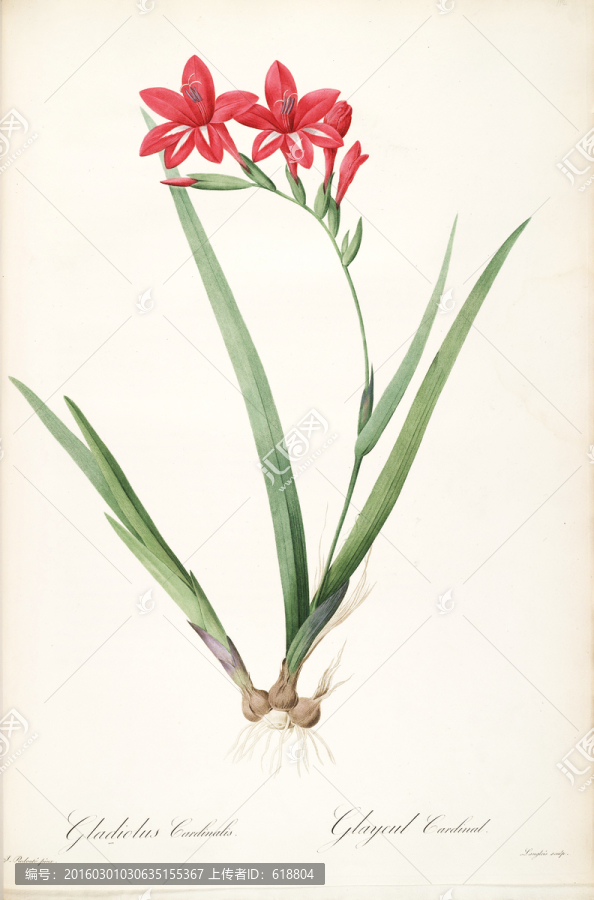 歐美花卉裝飾畫(huà),畫(huà)廊品質(zhì)