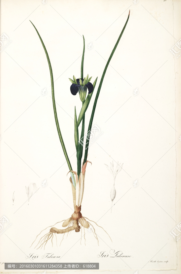 簡約花卉靜物裝飾畫,畫廊品質(zhì)
