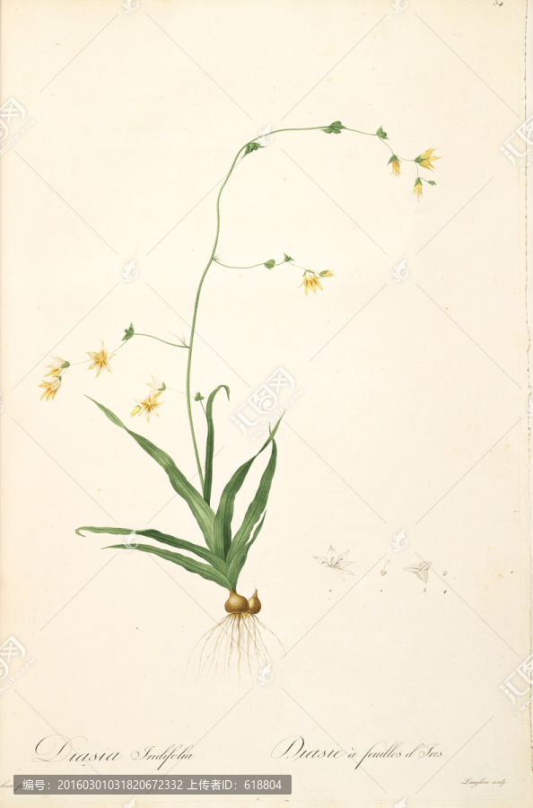 簡(jiǎn)約花卉靜物裝飾畫(huà),畫(huà)廊品質(zhì)