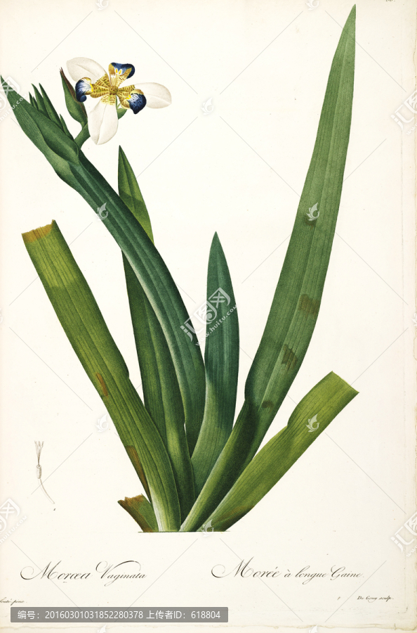 簡(jiǎn)約花卉靜物裝飾畫,畫廊品質(zhì)