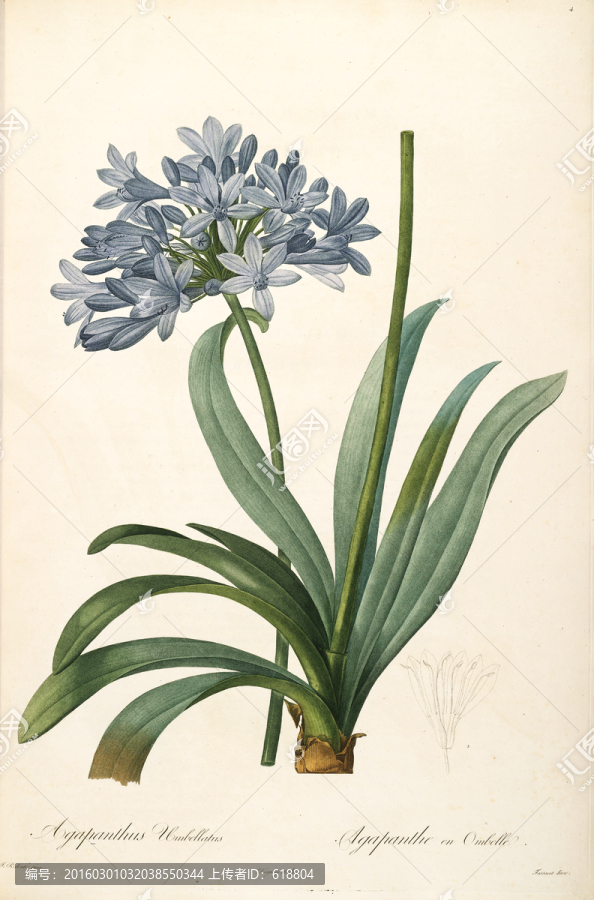 簡(jiǎn)約花卉靜物裝飾畫,畫廊品質(zhì)