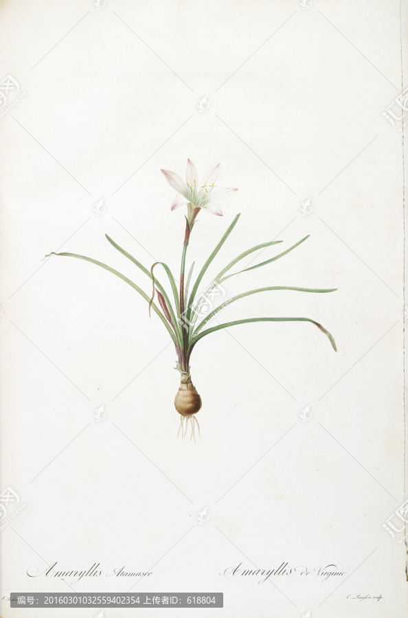 簡(jiǎn)約花卉靜物裝飾畫,畫廊品質(zhì)