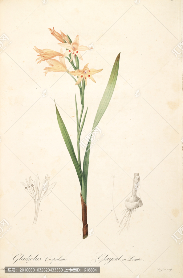 簡(jiǎn)約花卉靜物裝飾畫(huà),畫(huà)廊品質(zhì)