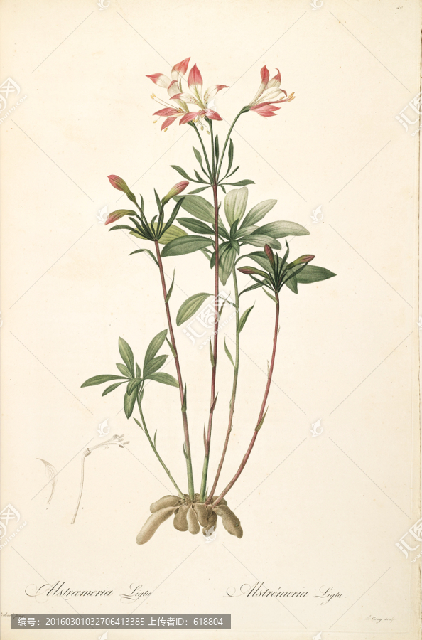 簡約花卉靜物裝飾畫,畫廊品質(zhì)