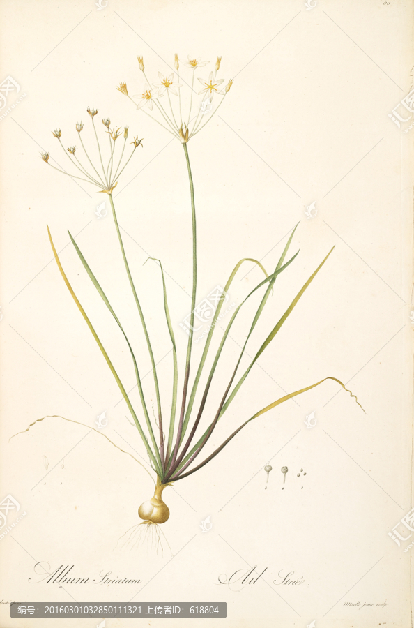 手繪花卉,畫(huà)廊品質(zhì)