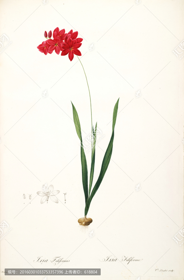 手繪花卉,畫廊品質(zhì)
