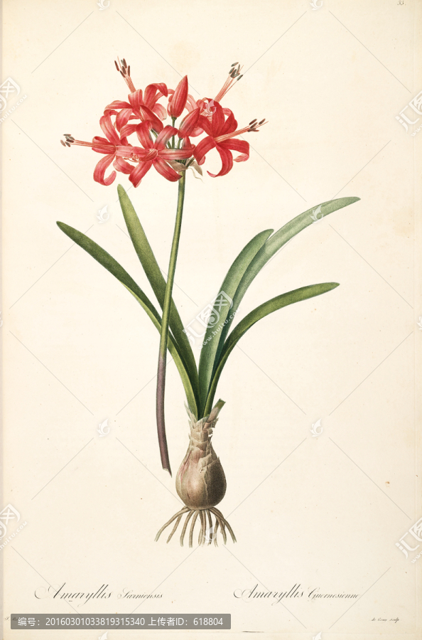 手繪花卉,畫廊品質(zhì)