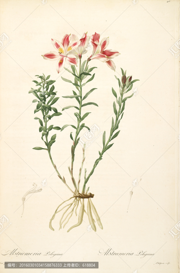 美克美家花卉油畫,畫廊品質(zhì)