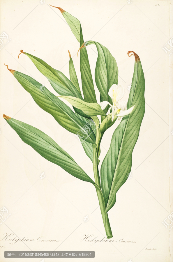 美克美家花卉油畫,畫廊品質(zhì)