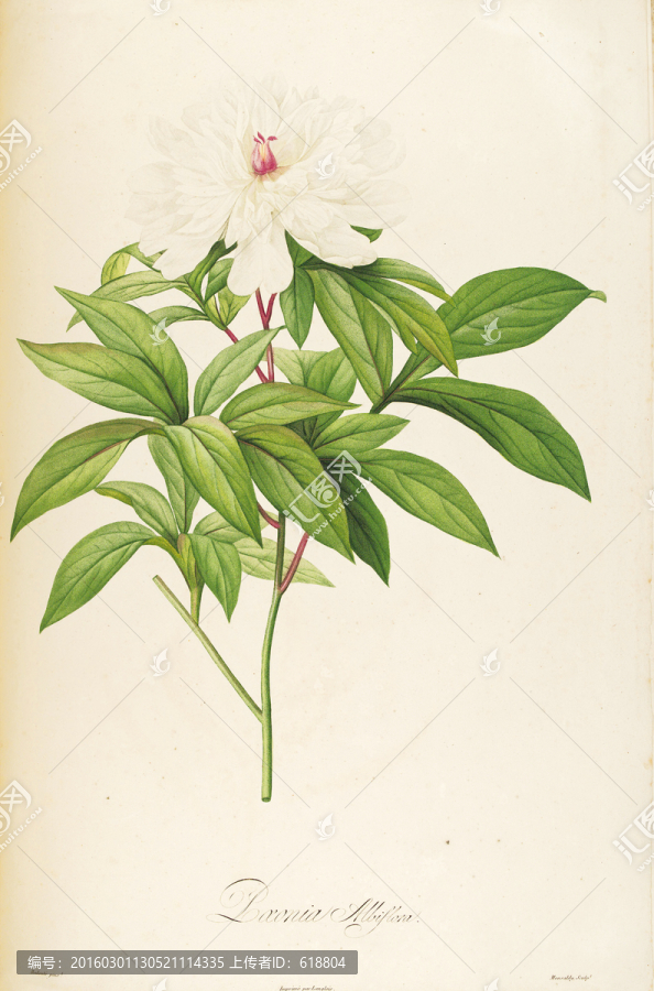 古典花卉油畫,畫廊品質(zhì)