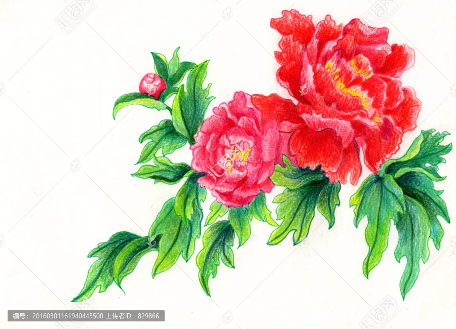 牡丹花