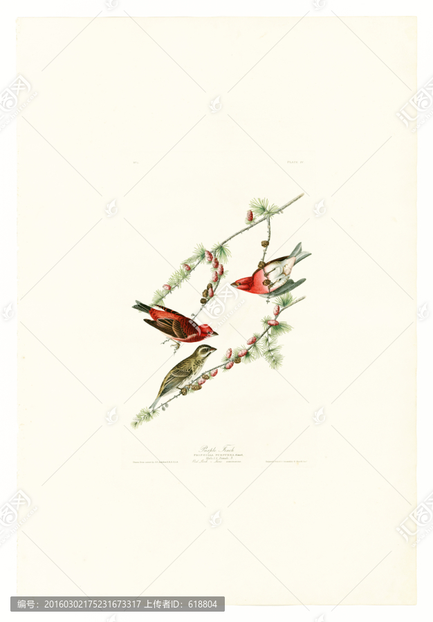 手繪鳥類花卉油畫